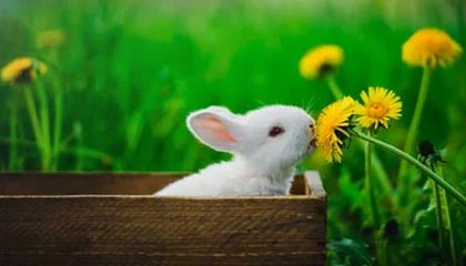 开云网页版-巴朗加国王关键比赛取得胜利，巴朗barron